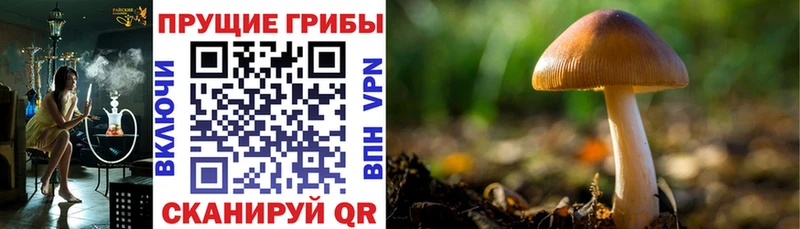 Псилоцибиновые грибы Psilocybine cubensis  где продают   Кукмор 